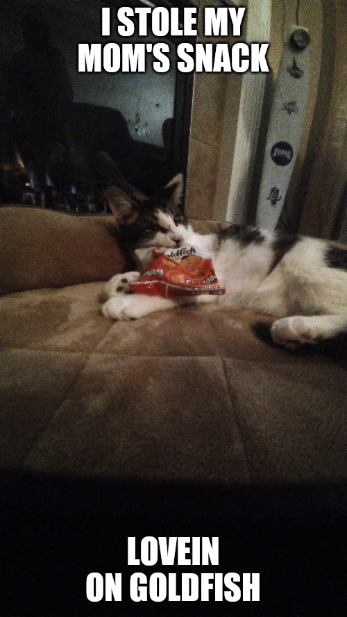 Goldfish theif | I STOLE MY MOM'S SNACK; LOVEIN ON GOLDFISH | image tagged in cat | made w/ Imgflip meme maker