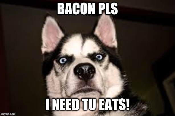 WEIRD DOG!! | BACON PLS; I NEED TU EATS! | image tagged in weird dog | made w/ Imgflip meme maker