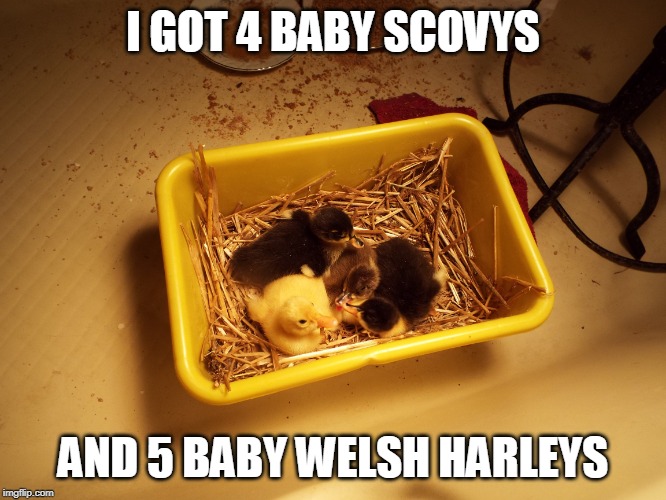 I GOT 4 BABY SCOVYS AND 5 BABY WELSH HARLEYS | made w/ Imgflip meme maker