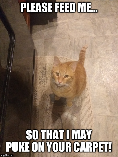 Scumbag Dale! | PLEASE FEED ME... SO THAT I MAY PUKE ON YOUR CARPET! | image tagged in funny cat memes,scumbag cat | made w/ Imgflip meme maker