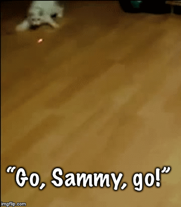 “Go, Sammy, go!” | image tagged in gifs | made w/ Imgflip video-to-gif maker