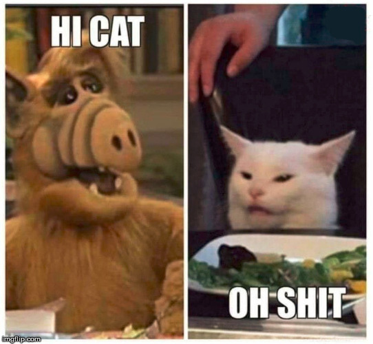 image tagged in cats | made w/ Imgflip meme maker