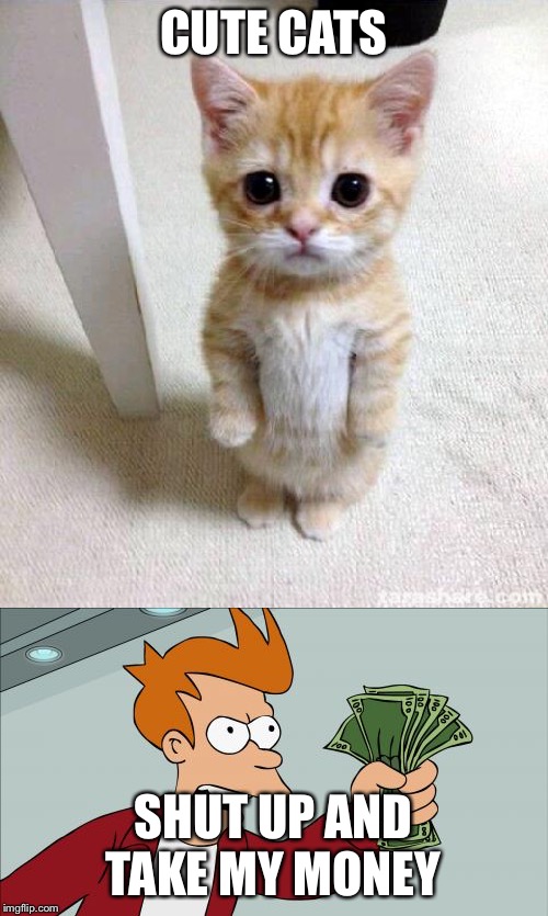 CUTE CATS; SHUT UP AND TAKE MY MONEY | image tagged in memes,shut up and take my money fry,cute cat | made w/ Imgflip meme maker