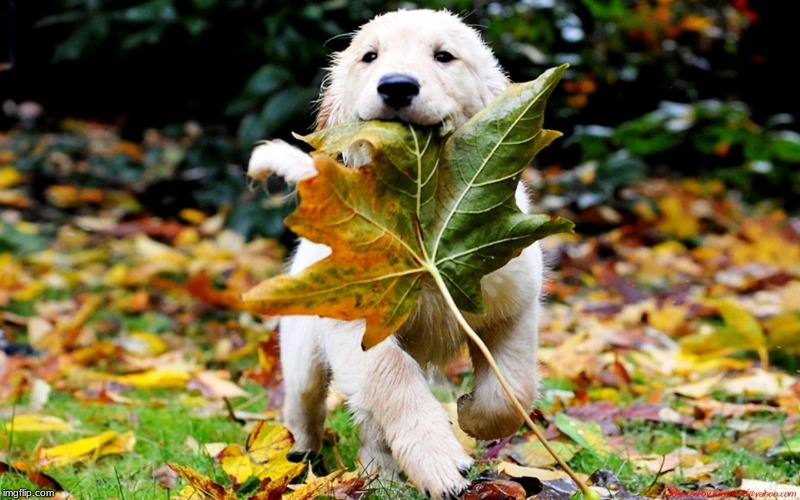 leaf puppy nature | image tagged in leaf puppy nature | made w/ Imgflip meme maker