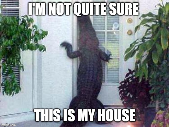 alligator in ya circle | I'M NOT QUITE SURE; THIS IS MY HOUSE | image tagged in alligator in ya circle,fun | made w/ Imgflip meme maker