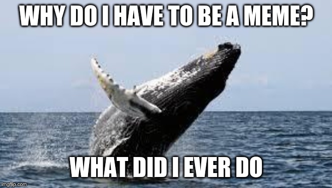 Whale. | WHY DO I HAVE TO BE A MEME? WHAT DID I EVER DO | image tagged in whale | made w/ Imgflip meme maker