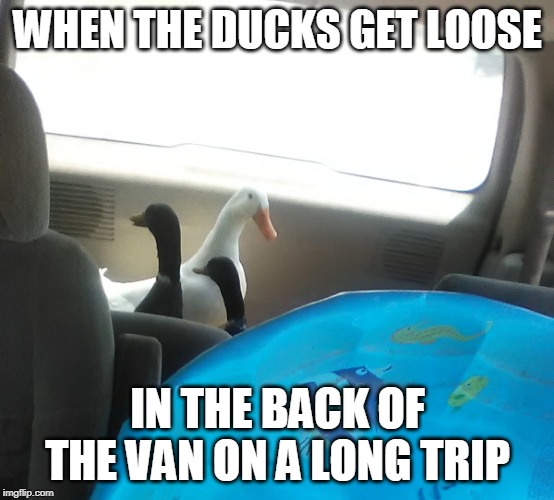 BETTER THAN BEING IN CAGES THE WHOLE WAY | WHEN THE DUCKS GET LOOSE; IN THE BACK OF THE VAN ON A LONG TRIP | image tagged in ducks | made w/ Imgflip meme maker