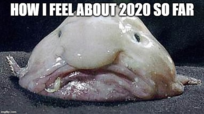 Blob FIsh | HOW I FEEL ABOUT 2020 SO FAR | image tagged in blob fish | made w/ Imgflip meme maker