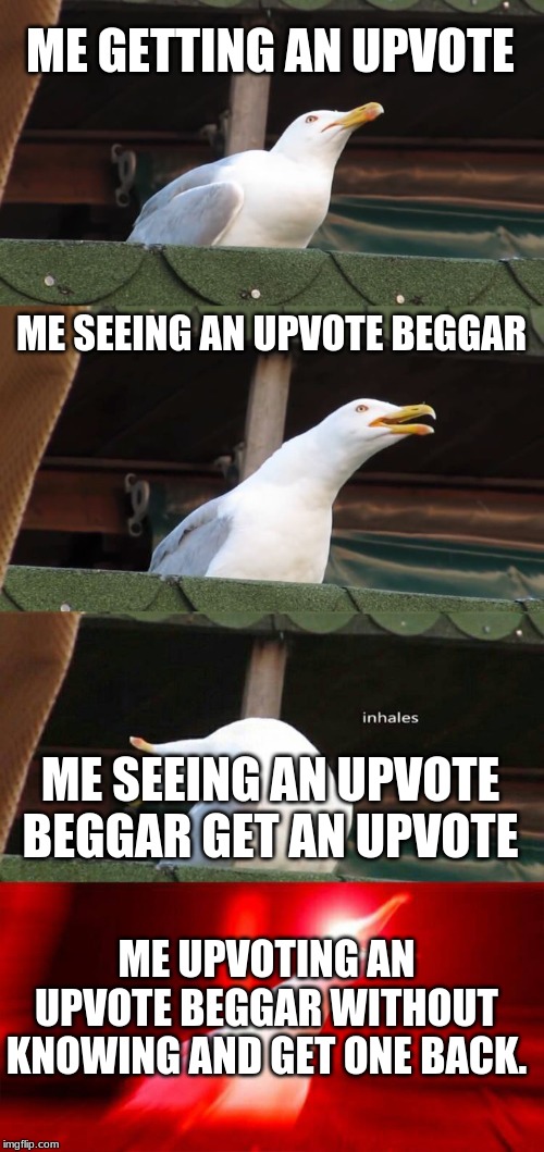 inhaling seagull 4 red | ME GETTING AN UPVOTE; ME SEEING AN UPVOTE BEGGAR; ME SEEING AN UPVOTE BEGGAR GET AN UPVOTE; ME UPVOTING AN UPVOTE BEGGAR WITHOUT KNOWING AND GET ONE BACK. | image tagged in inhaling seagull 4 red | made w/ Imgflip meme maker