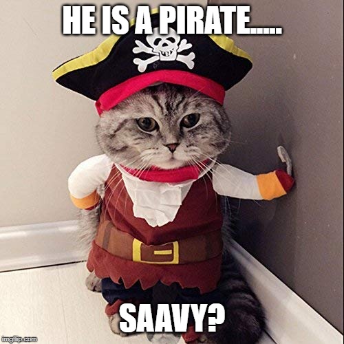 Pirate......Saavy | HE IS A PIRATE..... SAAVY? | image tagged in cats | made w/ Imgflip meme maker