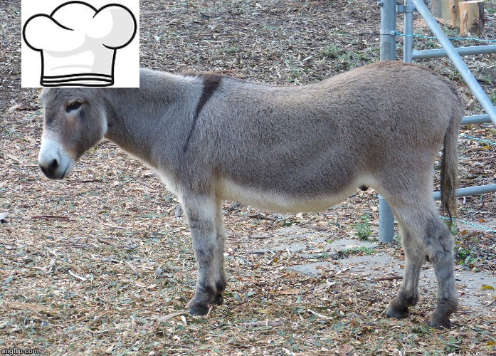 Chef donkey | image tagged in memes | made w/ Imgflip meme maker