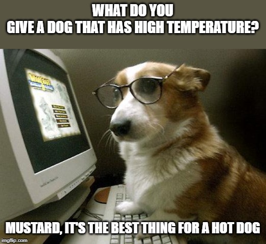 hot dog | WHAT DO YOU GIVE A DOG THAT HAS HIGH TEMPERATURE? MUSTARD, IT'S THE BEST THING FOR A HOT DOG | image tagged in smart dog,hot dog,condiments | made w/ Imgflip meme maker