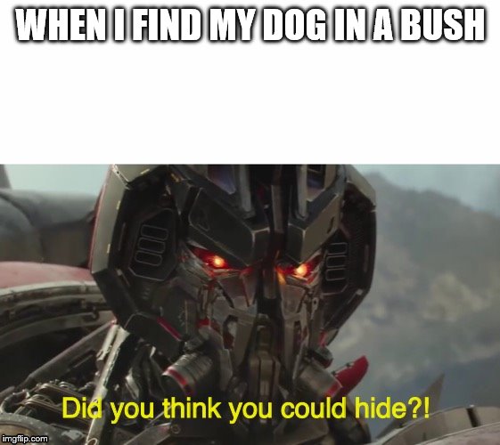 Did you think you could hide? | WHEN I FIND MY DOG IN A BUSH | image tagged in did you think you could hide | made w/ Imgflip meme maker