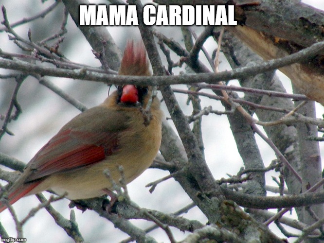 MAMA CARDINAL | made w/ Imgflip meme maker