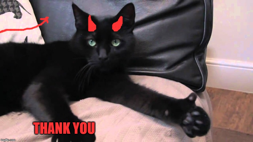 thumbs up cat | THANK YOU | image tagged in thumbs up cat | made w/ Imgflip meme maker