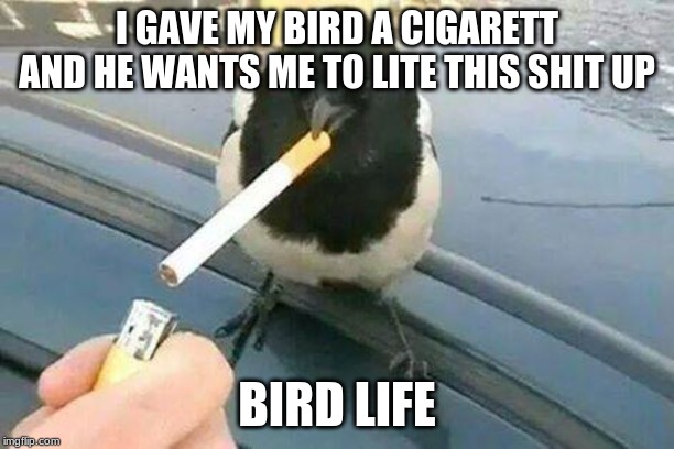bird smoking | I GAVE MY BIRD A CIGARETT AND HE WANTS ME TO LITE THIS SHIT UP; BIRD LIFE | image tagged in bird smoking | made w/ Imgflip meme maker