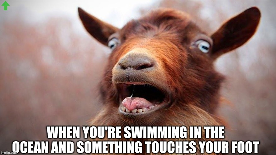 WHEN YOU'RE SWIMMING IN THE OCEAN AND SOMETHING TOUCHES YOUR FOOT | made w/ Imgflip meme maker