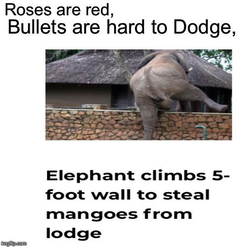 Wut | Roses are red, Bullets are hard to Dodge, | image tagged in wut | made w/ Imgflip meme maker