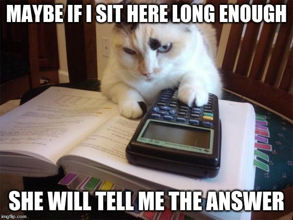 Math cat |  MAYBE IF I SIT HERE LONG ENOUGH; SHE WILL TELL ME THE ANSWER | image tagged in math cat | made w/ Imgflip meme maker
