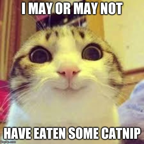 Because there is no other reason for this cat to look like that | I MAY OR MAY NOT; HAVE EATEN SOME CATNIP | image tagged in potatos and catshi crazy | made w/ Imgflip meme maker