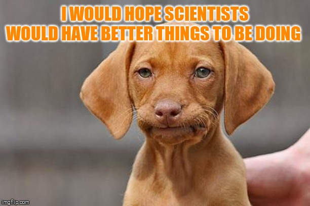 Dissapointed puppy | I WOULD HOPE SCIENTISTS WOULD HAVE BETTER THINGS TO BE DOING | image tagged in dissapointed puppy | made w/ Imgflip meme maker
