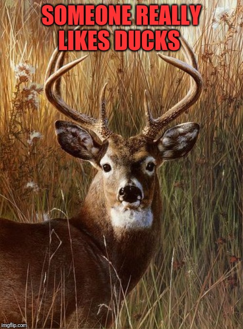 Deer | SOMEONE REALLY LIKES DUCKS | image tagged in deer | made w/ Imgflip meme maker