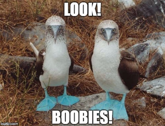 BOOBIES!!! image tagged in repost made w/ Imgflip meme maker. 