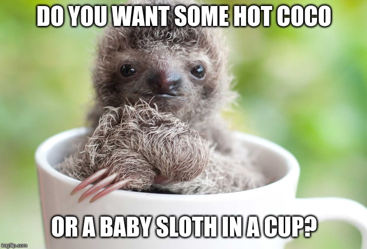 baby sloths | DO YOU WANT SOME HOT COCO; OR A BABY SLOTH IN A CUP? | image tagged in sloths | made w/ Imgflip meme maker