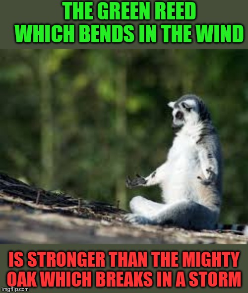 Zen lemur | THE GREEN REED WHICH BENDS IN THE WIND IS STRONGER THAN THE MIGHTY OAK WHICH BREAKS IN A STORM | image tagged in zen lemur | made w/ Imgflip meme maker