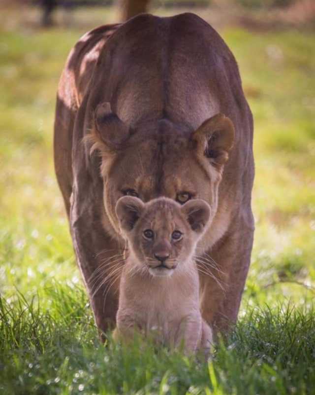 lioness  and cub Blank Meme Template