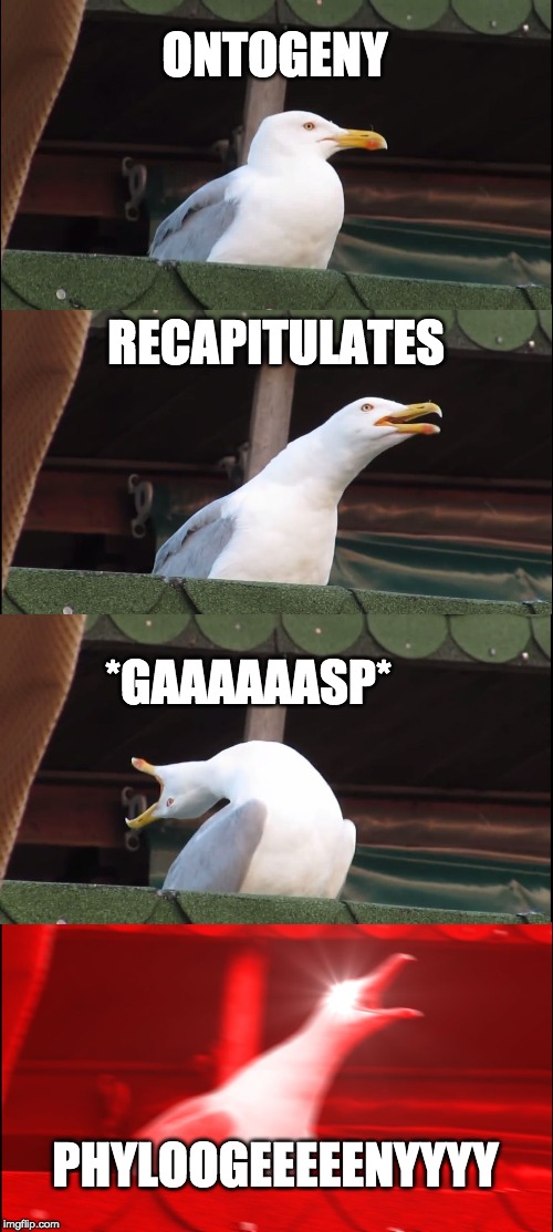 Inhaling Seagull | ONTOGENY; RECAPITULATES; *GAAAAAASP*; PHYLOOGEEEEENYYYY | image tagged in memes,inhaling seagull | made w/ Imgflip meme maker