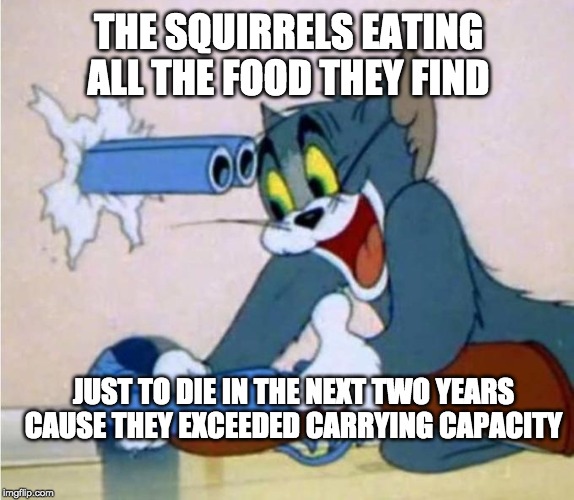 tom cat shot itself | THE SQUIRRELS EATING ALL THE FOOD THEY FIND; JUST TO DIE IN THE NEXT TWO YEARS CAUSE THEY EXCEEDED CARRYING CAPACITY | image tagged in tom cat shot itself | made w/ Imgflip meme maker