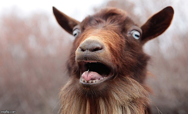 Shocked goat | image tagged in shocked goat | made w/ Imgflip meme maker