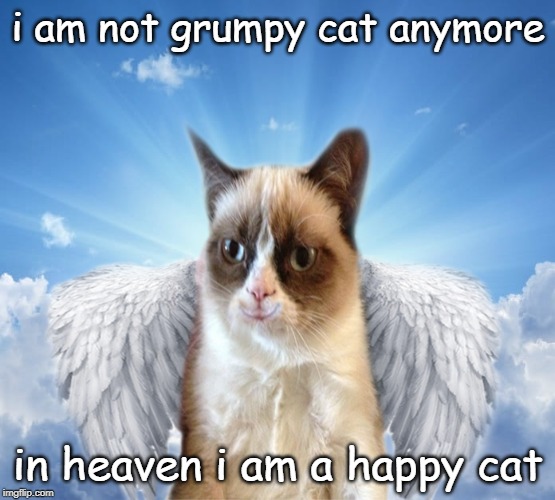 A Happy cat | i am not grumpy cat anymore; in heaven i am a happy cat | image tagged in grumpy cat | made w/ Imgflip meme maker