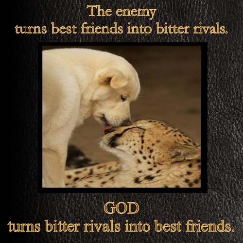 Rivals to Friends | image tagged in animals,cute,puppy,dog,kitty,big cats | made w/ Imgflip demotivational maker