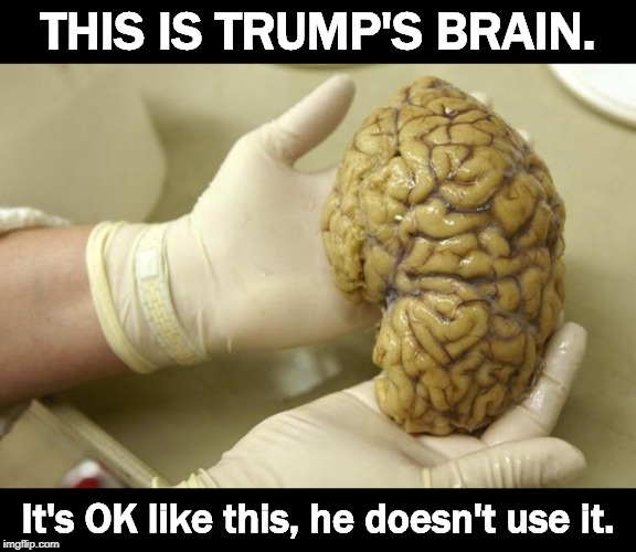 D+ condition, a bit small but only slightly used. | THIS IS TRUMP'S BRAIN. It's OK like this, he doesn't use it. | image tagged in trump,brain | made w/ Imgflip meme maker