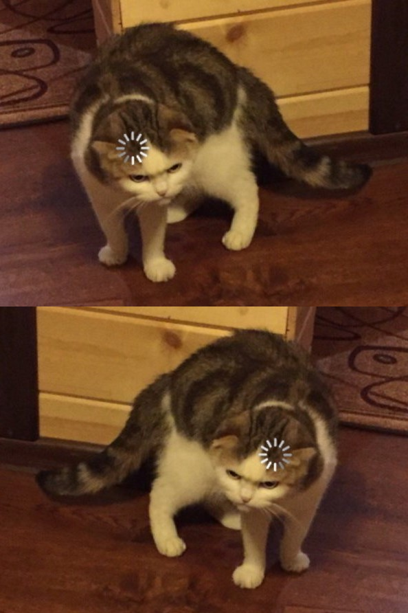 Two loading cats Blank Meme Template