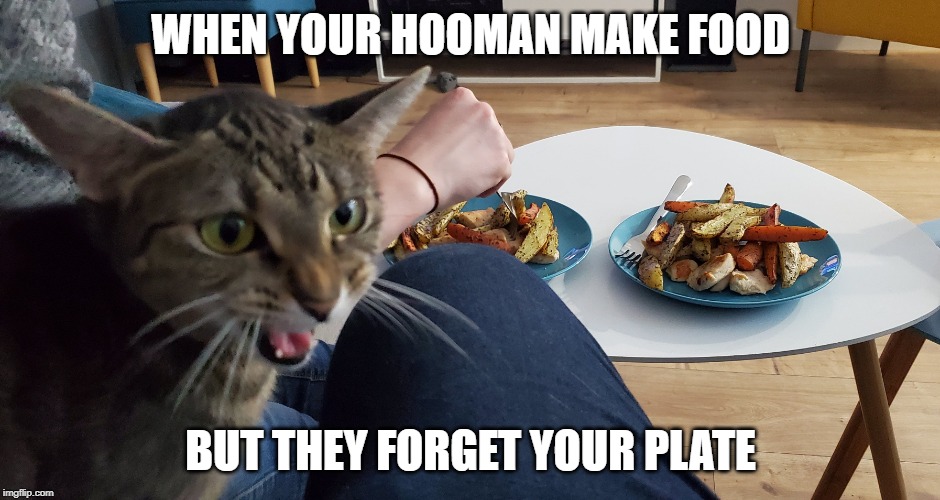 WHEN YOUR HOOMAN MAKE FOOD; BUT THEY FORGET YOUR PLATE | image tagged in cats,food,grumpy cat,funny cats | made w/ Imgflip meme maker