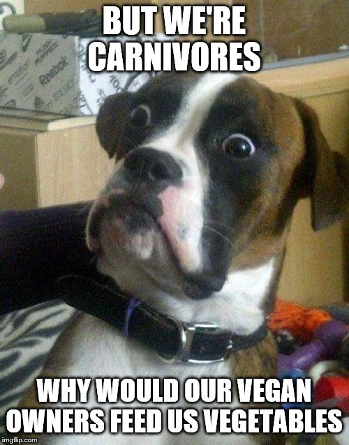 Surprised Dog | BUT WE'RE CARNIVORES WHY WOULD OUR VEGAN OWNERS FEED US VEGETABLES | image tagged in surprised dog | made w/ Imgflip meme maker
