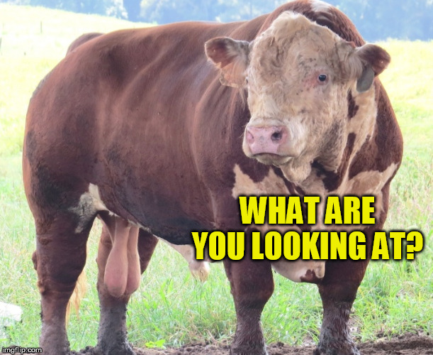WHAT ARE YOU LOOKING AT? | made w/ Imgflip meme maker
