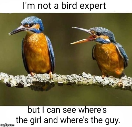 Even in Nature... | image tagged in memes,funny,funny memes,latest,birds,animals | made w/ Imgflip meme maker