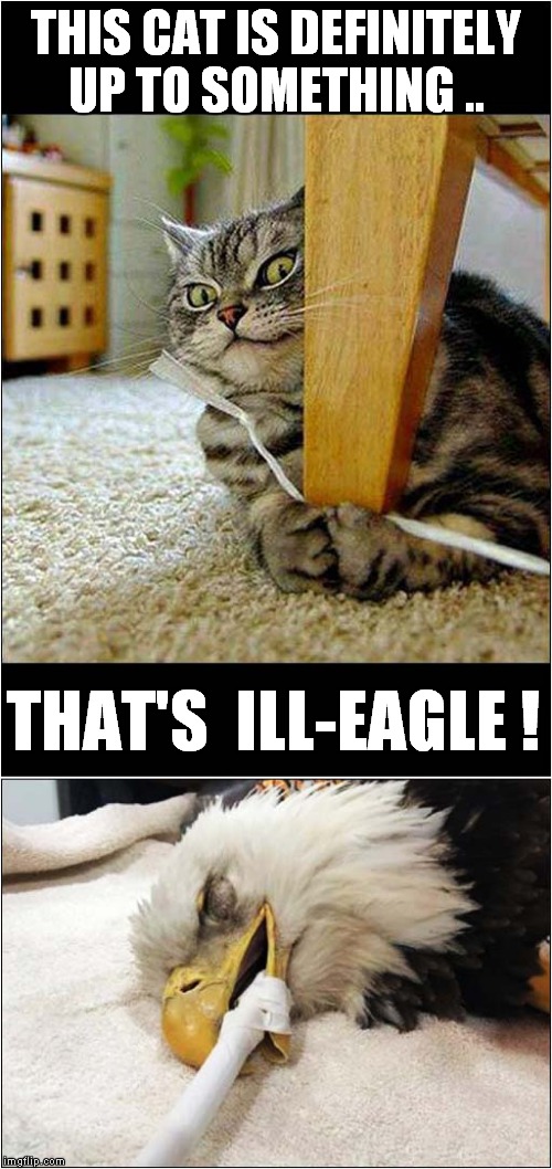 Cat Vs Eagle | THIS CAT IS DEFINITELY UP TO SOMETHING .. THAT'S  ILL-EAGLE ! | image tagged in cats,eagle,bad pun | made w/ Imgflip meme maker