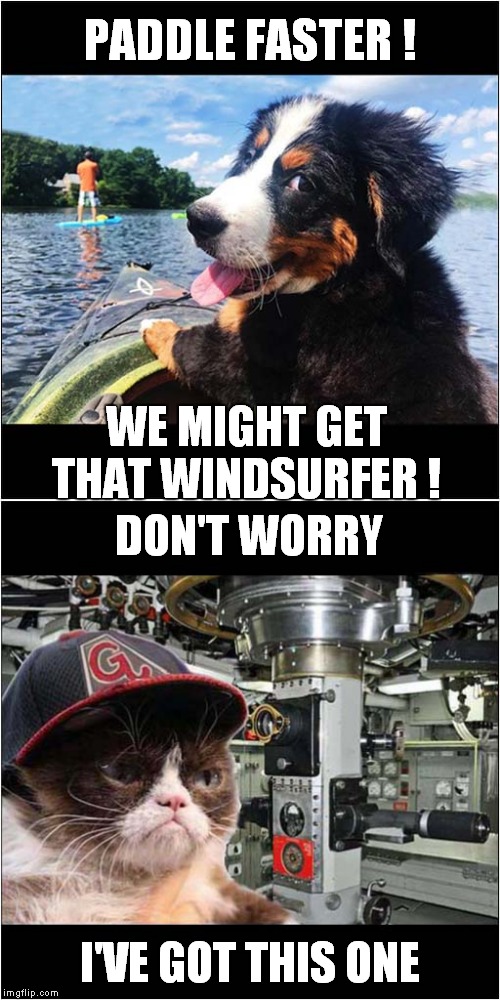 Grumpys Dog Partner In Crime | PADDLE FASTER ! WE MIGHT GET THAT WINDSURFER ! DON'T WORRY; I'VE GOT THIS ONE | image tagged in fun,grumpy cat,dog,windsurfer,submarine | made w/ Imgflip meme maker
