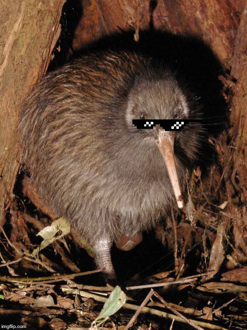 Kiwi Kool | image tagged in kiwi | made w/ Imgflip meme maker