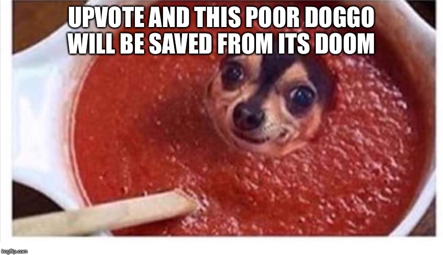 UPVOTE AND THIS POOR DOGGO WILL BE SAVED FROM ITS DOOM | image tagged in dog | made w/ Imgflip meme maker