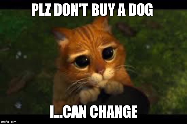 Apology Cat | PLZ DON’T BUY A DOG; I...CAN CHANGE | image tagged in apology cat | made w/ Imgflip meme maker