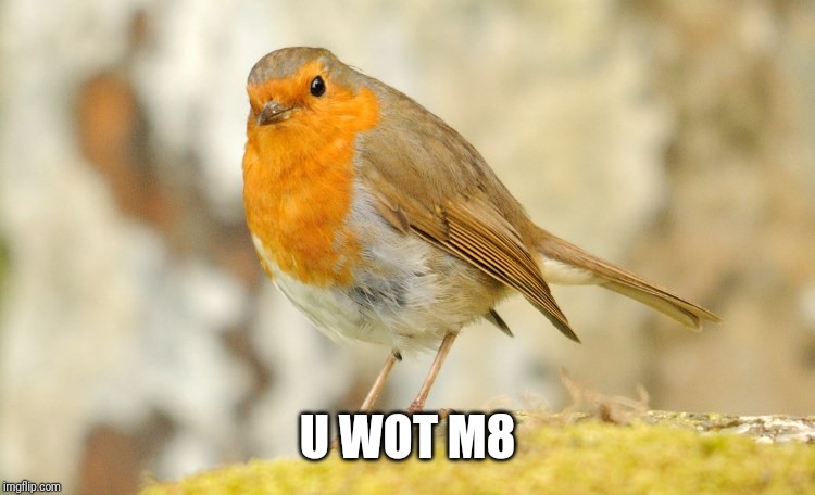 U wot m8 Robin | U WOT M8 | image tagged in u wot m8 robin | made w/ Imgflip meme maker