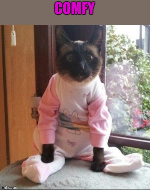 cats pajamas | COMFY | image tagged in cats pajamas | made w/ Imgflip meme maker