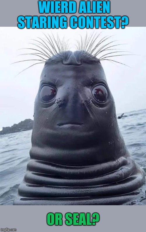 You can't unsee it. | WIERD ALIEN STARING CONTEST? OR SEAL? | image tagged in awkward seal,aliens,weird | made w/ Imgflip meme maker