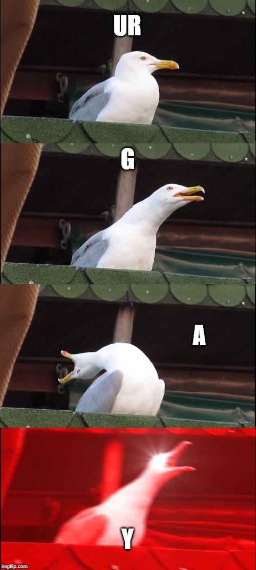 Inhaling Seagull Meme | UR G A Y | image tagged in memes,inhaling seagull | made w/ Imgflip meme maker